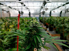 Saisie record à Roubaix : 8000 plants de cannabis en plein centre-ville Saisie record à Roubaix : 8000 plants de cannabis en plein centre-ville