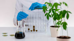 La France se lance à son tour dans le cannabis thérapeutique La France se lance à son tour dans le cannabis thérapeutique